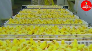 AMAZING FULL PROCESS OF MODERN HIGHTECH CHICKS HATCHERY MODERN POULTRY HATCHERY TECHNOLOGYFARMING [upl. by Dotty250]