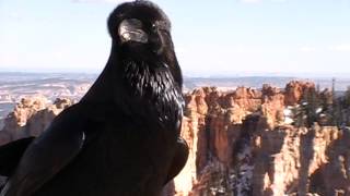 Raven Crow Crazy Bird Talking Speaking National Park [upl. by Atnek873]