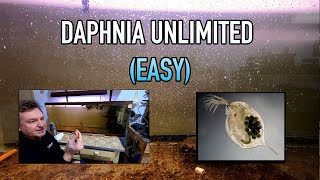 How I Raise Daphnia Water Fleas And You Can Too [upl. by Steen]