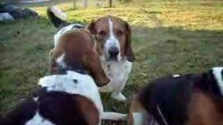 Bassets Hound Barking [upl. by Esilegna676]