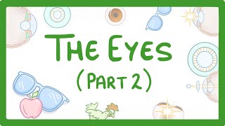 GCSE Biology  How the Eye Works Part 2  Accommodation 32 [upl. by Kancler]