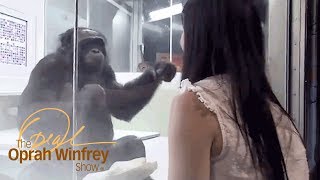 Kanzi the Ape Who Has Conversations with Humans  The Oprah Winfrey Show  Oprah Winfrey Network [upl. by Sheffy]