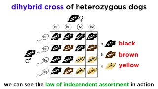 Beyond Mendelian Genetics Complex Patterns of Inheritance [upl. by Eslehc993]