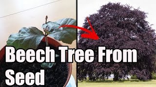 How To Grow Copper Beech From SeedNut [upl. by Saire]