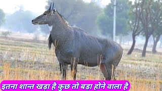 Why The Big Nilgai Silent [upl. by Paulette]