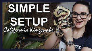 SIMPLE SETUP CALIFORNIA KINGSNAKE [upl. by Blalock]