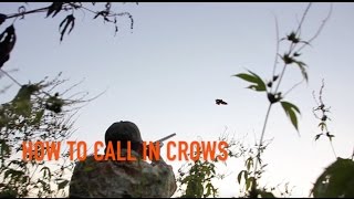 How to Call Crows [upl. by Danya]