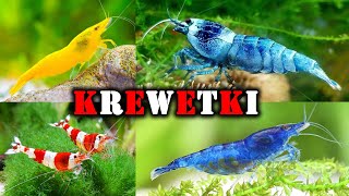 KREWETKOMANIA 🦐 Boom na SKORUPIAKI w Akwarium [upl. by Mikael]