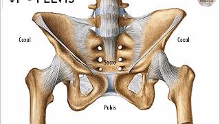 L32  Pelvis y pelvimetría  Anatomía 2  FMed UBA [upl. by Epps]