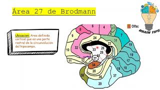 ÁREAS DE BRODMANN [upl. by Renell455]