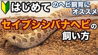 【目次付き】はじめてのヘビ飼育におすすめ！セイブシシバナヘビの飼い方・育て方 [upl. by Alysa398]