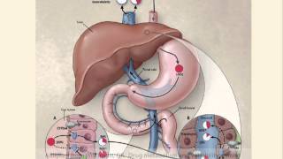 Pharmacokinetic Interactions How They Work [upl. by Woolcott]