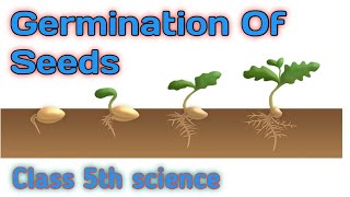 GERMINATION OF SEEDSCLASS 5TH SCIENCE [upl. by Amando854]