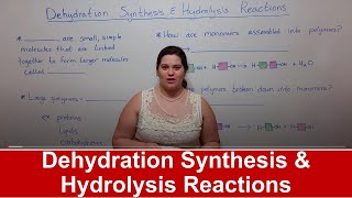 Dehydration Synthesis and Hydrolysis Reactions [upl. by Bogie493]