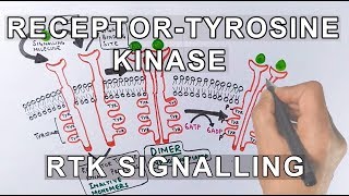 Receptor Tyrosine Kinase  RTK Signalling [upl. by Nole]