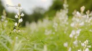 Superfood Lupinen Süßlupine als Ersatz für tierische Produkte [upl. by Essenaj980]