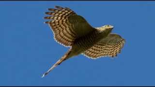 Sparrowhawk Bird Call Bird Song [upl. by Nywra]