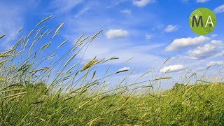 Wind Sounds  Full 60 Minute Soundscape [upl. by Renae261]