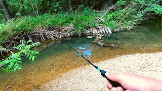 Action Packed Small Creek Fishing [upl. by Alverta]