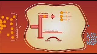 Diabetes complication Sorbitol animation [upl. by Bren]