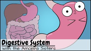 Digestive System [upl. by Nalani]