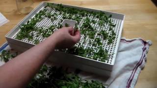 How to Dehydrate Oregano Preserve your oregano by dehydrating [upl. by Elleahcim]