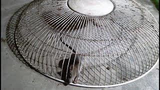 Electric fan guard MouseRat Traphow to make a mousetraphomemade rat traps that work 100 [upl. by Barolet355]