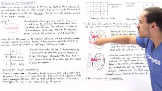 Rh Factor and Rh Incompatibility [upl. by Iroak]