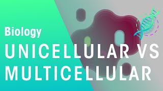 Unicellular vs Multicellular  Cells  Biology  FuseSchool [upl. by Maxantia]