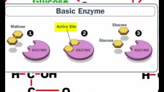 Dehydration Synthesis and Hydrolysis [upl. by Suzie]