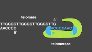 Telomere Replication [upl. by Ardnassak]