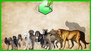 Dog Breeds Size Comparison LIVING EXTINCT [upl. by Pearla]