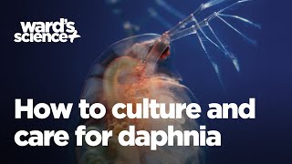 Caring and Culturing for Daphnia [upl. by Notfol]