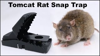 The Tomcat Rat Snap Trap amp A Bobcat Mousetrap Monday [upl. by Kirbee]