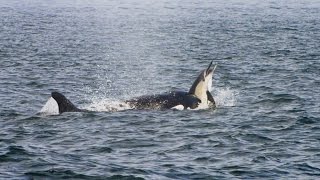 Pod of Killer Whales Hunt a Dolphin Stampede [upl. by Terina691]