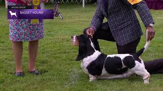 Basset Hounds  Breed Judging 2021 [upl. by Ap511]