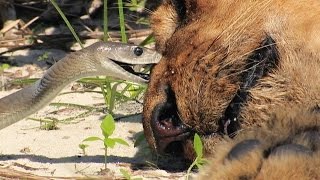 Black Mamba Bites Lion Stock Footage 01 [upl. by Dannon241]