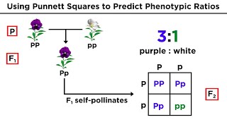 Mendelian Genetics and Punnett Squares [upl. by Rosecan]