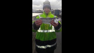 First Bass of the Year caught on Bridlington Harbour shorts [upl. by Mohandis]