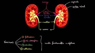 Anatomie et fonctions des reins [upl. by Goulder]