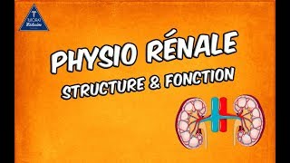 Physiologie rénale  Structure et fonctions [upl. by Schnell]