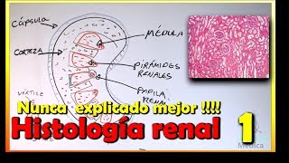 Histología de Riñón [upl. by Luci537]