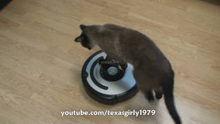 Cat shows HOW TO use iRobot Roomba Vacuum [upl. by Deanne]