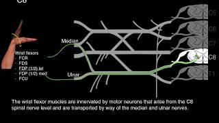 Myotomes and Peripheral nerves [upl. by Wivinah]