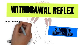 2Minute Neuroscience Withdrawal Reflex [upl. by Eednak]