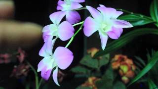 ALL ABOUT DENDROBIUM ORCHIDS  Phalaenopsis and Nobile [upl. by Nahk507]