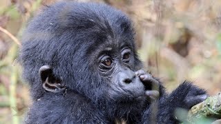 Mountain Gorillas  Bwindi Impenetrable Forest [upl. by Ia]