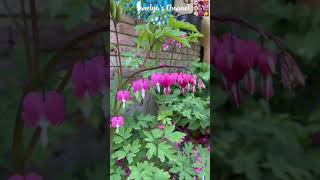 Beautiful Bleeding Hearts In Bloom In Our Garden  Dicentra spectabilis 💕🥰 Shorts [upl. by Efrem]