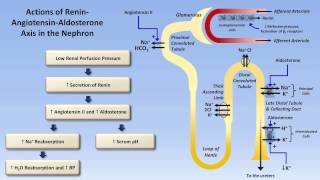 Sodium and Potassium Metabolism Renin Angiotensin Aldosterone and ADH [upl. by Hatti]