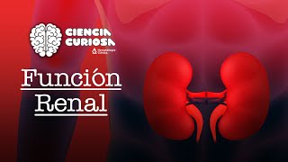 Función Renal [upl. by Sidwell]